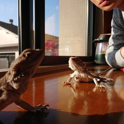 フトアゴ2匹飼ってるよ