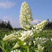 滝沢市“牧野林”Makinobayashiから日帰りで、近郊、岩手県内の山に通っています。冬はスキー場。遠出することもあります。（Blog：Since 2006.4.1）（HP：Since 2004.9.20）
里の四季も好き。