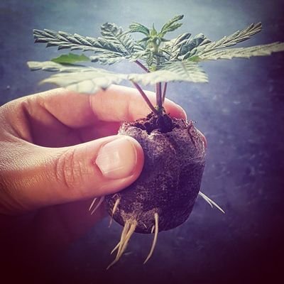 Cannabis Grow Journal for @dannywarbucks 

- Tweets are my own - Nothing for sale -
IG: https://t.co/PALRN6xTlZ
#cannabis #growyourown #canada