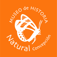 Museo de Historia Natural de Concepción (@mhnconcepcion) 's Twitter Profile