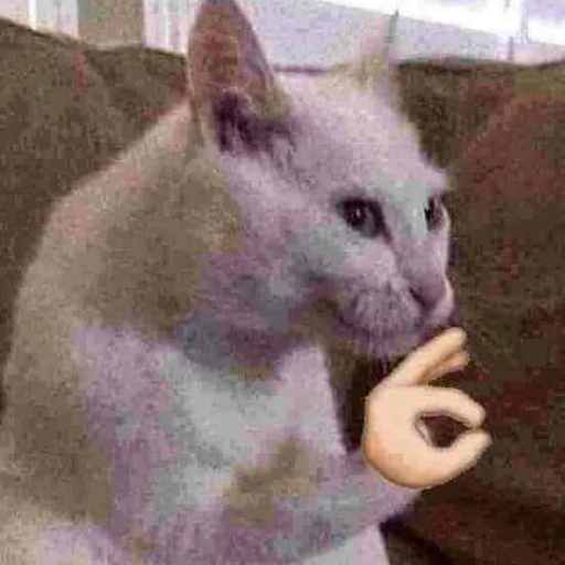 leonardosr1's profile picture. biologia