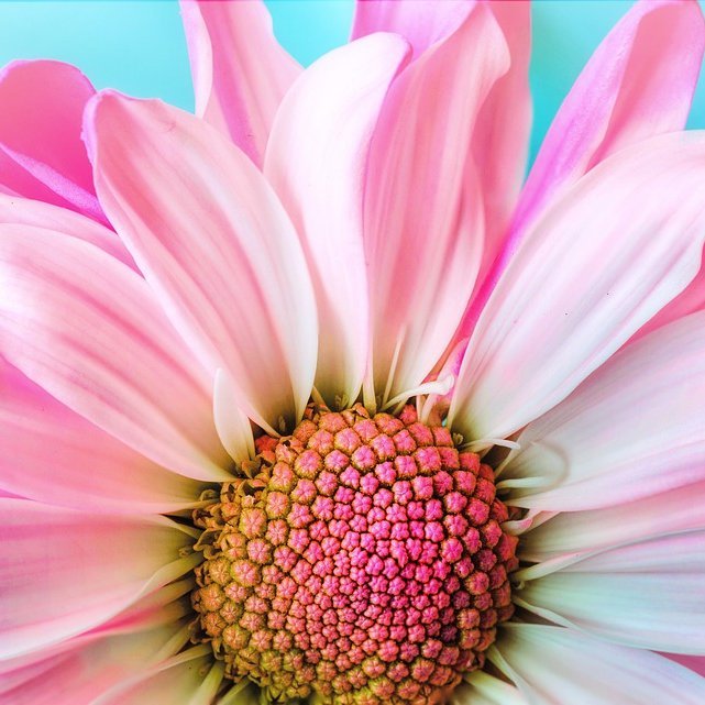 APCSPSPothanker's profile picture. APCSP?