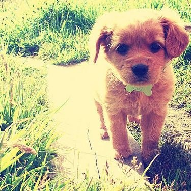 artoodtwo's profile picture. Anti-social geek binging on one fandom at a time. Dogs are my everything.