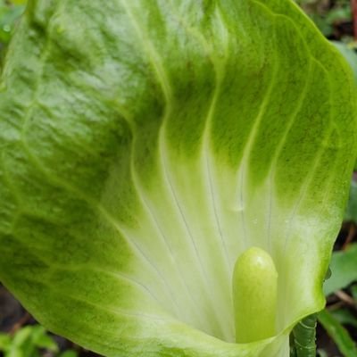 buffalonychris's profile picture. Chris Brzostowicz Camping, Fishing, Family, Mycology, Mushrooms, Liquid Cultures, Spores, Fungi, Natural Remedy, Political Satire, Commentary, Content Publisher