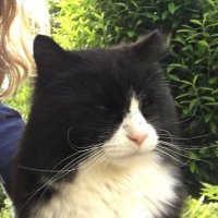 The Wonk Cat (@wonkcat) 's Twitter Profile