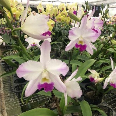 ORCHIS03449768's profile picture. オーチス農業開発（株）