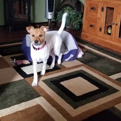 sdegiorgio's profile picture. retired 911 dispatcher. my tweets are my own and no longer governed by a social media policy!!