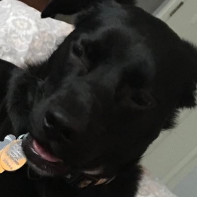 BerkelyDog's profile picture. I luv chikn an me famely