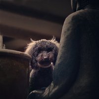 peter (@witlessprotecta) 's Twitter Profile