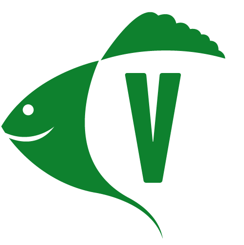 Fresh Kenyan Tilapia from Lake Victoria