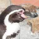 全般緩参加勢。好物:鳥全般・ペンギン激推カラス推/爆笑問題/将棋(観る将)/野球(ハム&しゃけまる激推)/TEAM NACS/( ˘ω˘ )スヤァ/シークレット歌劇團0931/劇団イナダ組/松原始/とりのささみ。(漫画家)/緩料理(盛付嫌い)/ カメ/緩カメラ&写真/THE ALFEE【怪しげなものは即ブロック】
