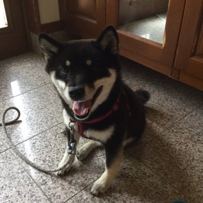 犬ホイホイ Udqengwqwcfg6dd Twitter