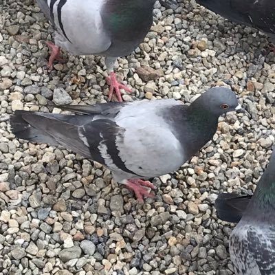 🕊💭さんのプロフィール画像