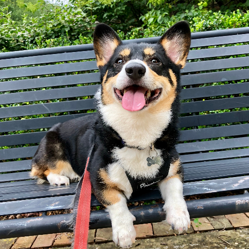 A tri-colored wigglebutt with a saucy side. I have 3 cat siblings I call the BCC (Black Cat Crew) Born December 2014. #corgi #dog #nugget #cats #fip