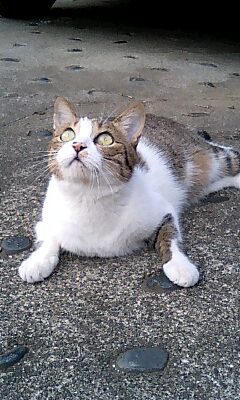 GSVR's profile picture. ポケモンGOしてたりGSX-1300RしてたりコペンしてたりBLUE PROTOCOLしてました