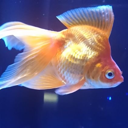 春鳶さんのプロフィール画像