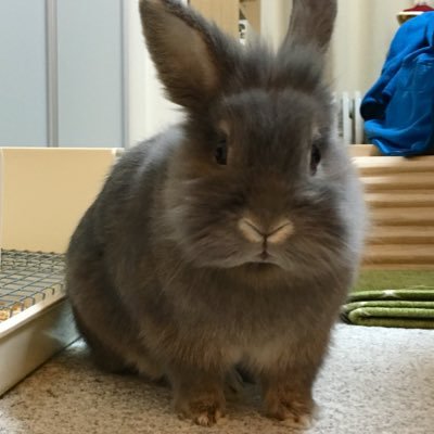charincotai's profile picture. ライオンラビットのうに🐰 2017.12生まれの男の子 ✳︎ 体重1.8kg！ダイエット継続中！✳︎ 市販されているハーネスが合わない。。抱っこが苦手なため練習中！