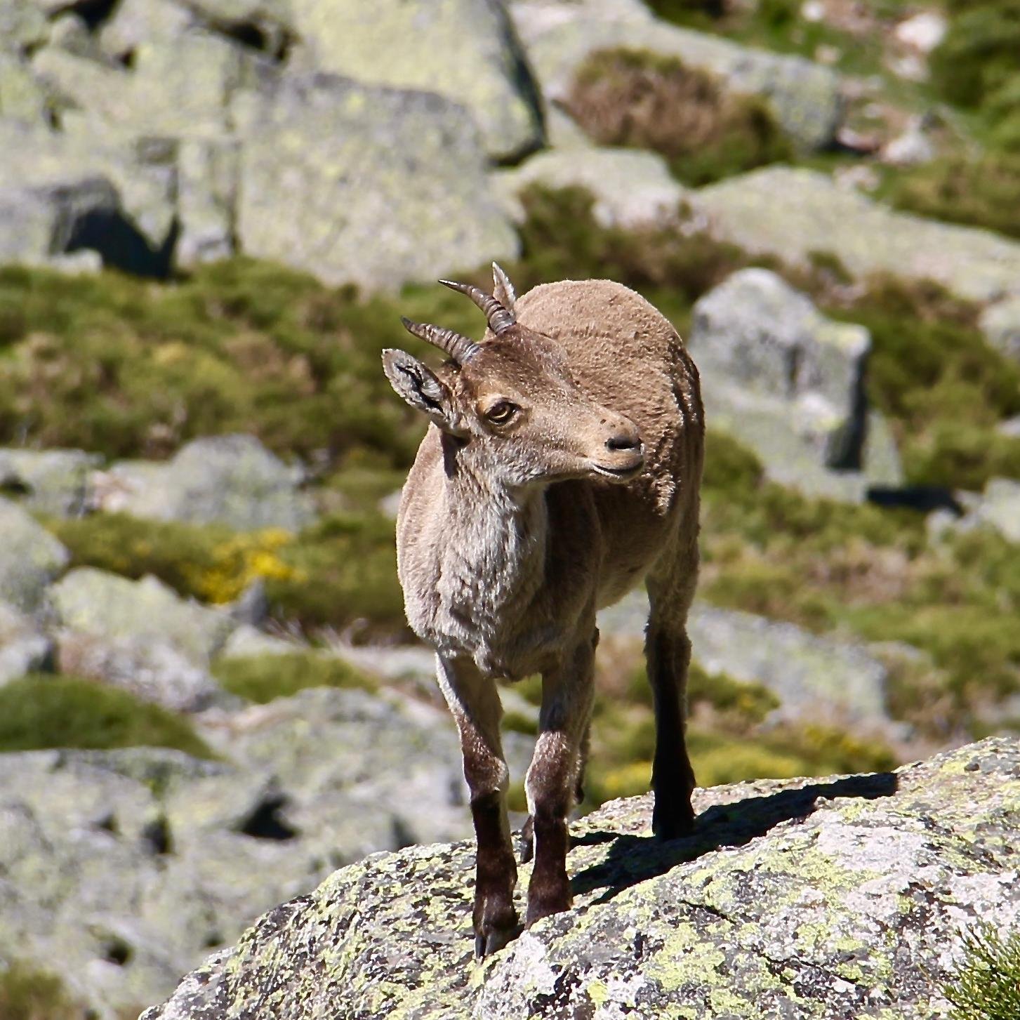 Asociación de ayuntamientos de la vertiente madrileña de la Sierra de Guadarrama. Porque tú también formas parte de Guadarrama.