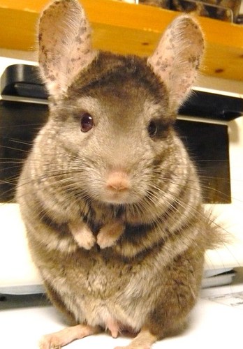 オレオのマフィン