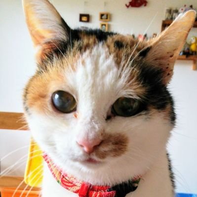 はなちま スマホの壁紙をミポにゃまーに変えた ミポにゃまー モフモフしてスーハースーハーしたいなぁ ミポ Mipo Cat ねこ ネコ 猫 三毛猫 T Co Gn35vymyvc