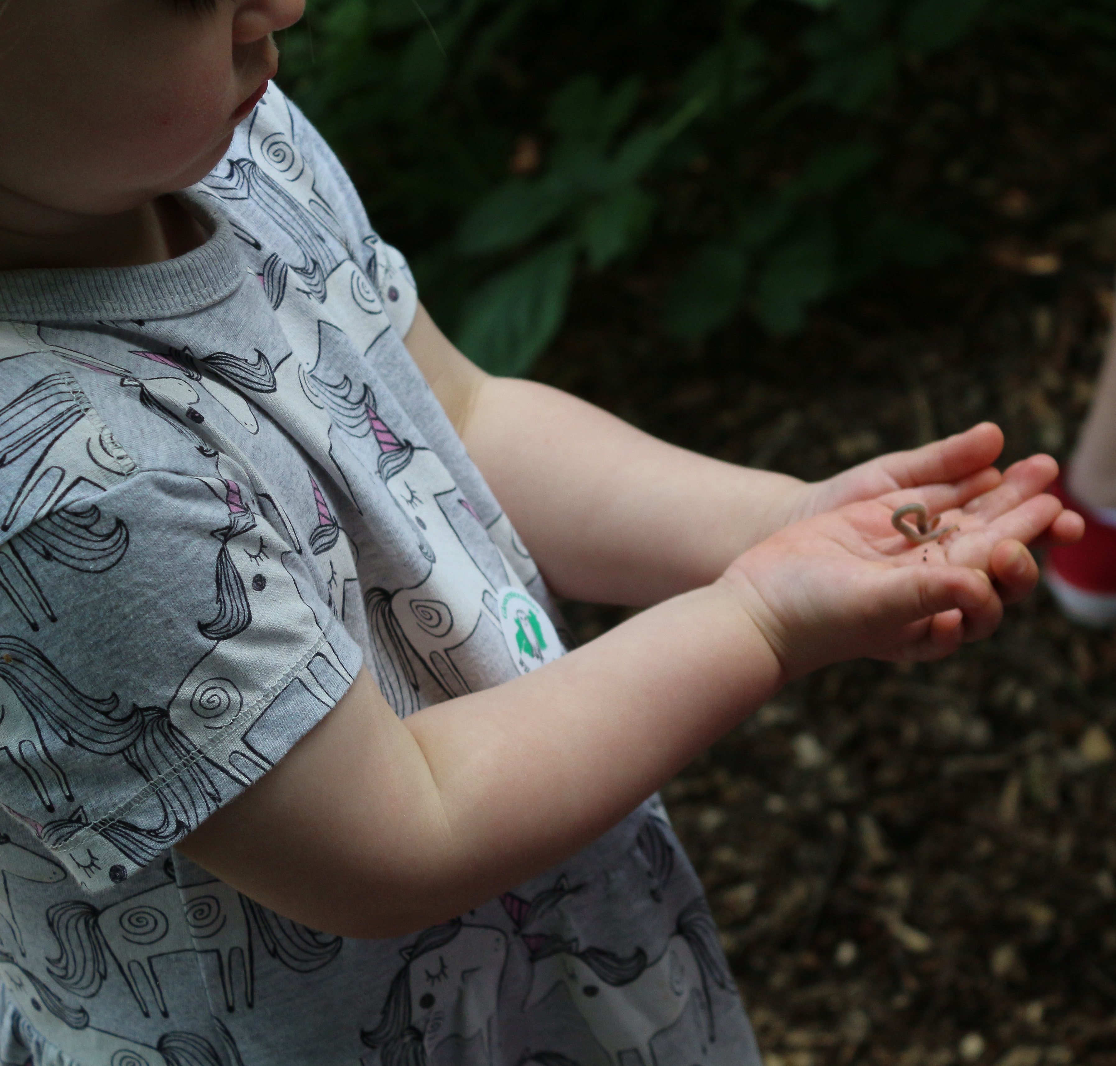 Discover Cheltenham's Wildlife with us.
Want to learn more about wildlife, join us at a future BioBlitz or wildlife walk in Cheltenham