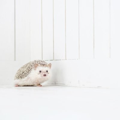 trhk706's profile picture. ツイフィ必読///通知不具合あり / 25↑30↓ / 関西 / 取引垢 /当日現地手渡し/当方からの声掛けの際はツイフィ未読可 / https://t.co/kortOj0d6D