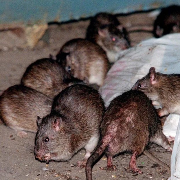 Working to eradicate the severe rat infestation on Lincoln Place in Prospect Heights and the surrounding areas