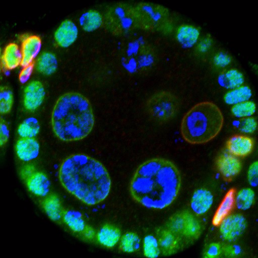 Germline development  🏳️‍🌈 @IcahnMountSinai @CDRBSinai
https://t.co/JRrLwQ7rdm…