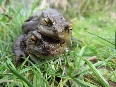 Wiltshire Amphibian and Reptile Group Profile