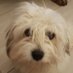 Lille De Paris (@lilledeparis1) Twitter profile photo Lille De Paris (@lilledeparis1) Twitter profile photo