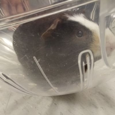 I am the science class pet at DMST! Follow my instagram which is @gemini_the_classpet