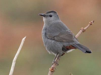 Teesside birder now living and birding in West yorkshire. UTB.