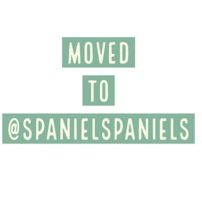 RetroSpaniel's profile picture. I have moved to @SpanielSpaniels, come follow along with me there! 😎