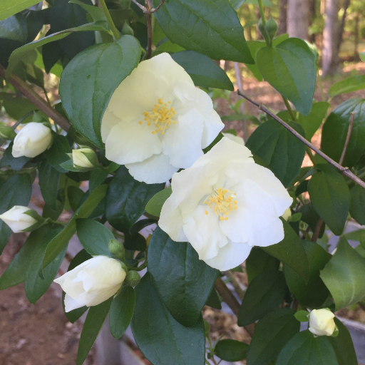 beelisamo's profile picture. 