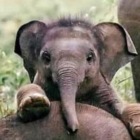 Do not follow me π©π»βπ« (@anonimatomath) 's Twitter Profile