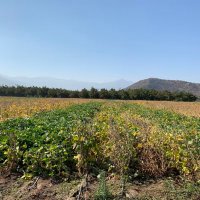 SinghSoybean (@soynomics) 's Twitter Profile