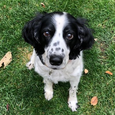 LizaLank's profile picture. Uva Wbball Alumnus; former Corporate Executive; Founder of BlueSky22 Consultkng; Volunteer High School Coach; Crypto investor. IoV!!! Linqto 🦄 hunter.