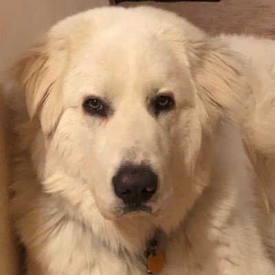 Retired Critical Access Hosp. Pharmacist #resist #bluewave. no DM 🇺🇦🇺🇦🇺🇦 GQP betrays America daily. Single payer healthcare the only answer. X-I am Human.