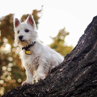 Soy un 🐶West Highland White Terrier, vivo con mis humanos 👫Javi y Victor en 📍#Santiago CL.