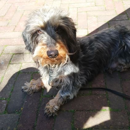 Michael4Wright's profile picture. Doe maar gewoon, ik ben al gek genoeg.
#FvD.