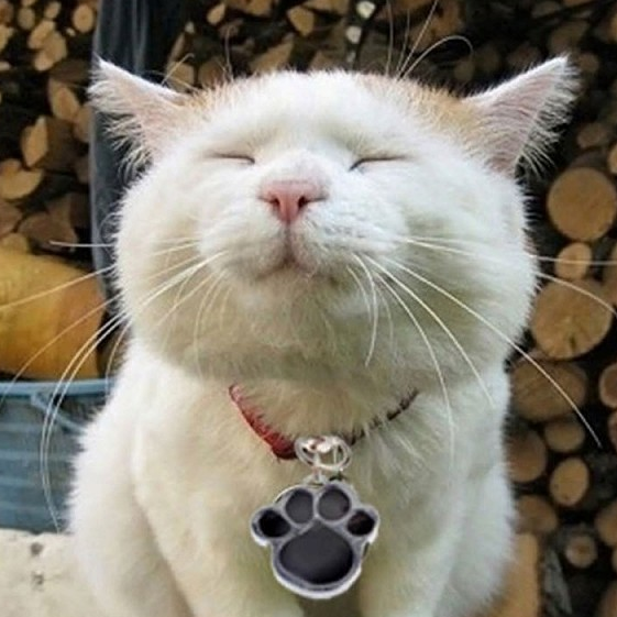 猫専門 癒しのもふもふ動画 猫も錯視に引っ掛かるの 動いて見える錯視画像を見せてみたら かわいい 猫 ねこ 猫専門 癒しのもふもふ動画 猫も錯視に引っ掛かるの 動いて見える錯視画像を見せてみたら かわいい 猫 ねこ