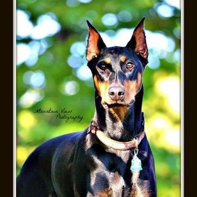 Doberman Owners/Lovers