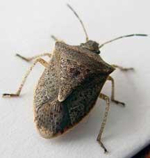 LittleStinkBug's profile picture. Hi there! It's me the Little Brown marmorated stink bug. I love infiltrating your house and breeding in your walls during the winter. BTW, nothing can stop me!