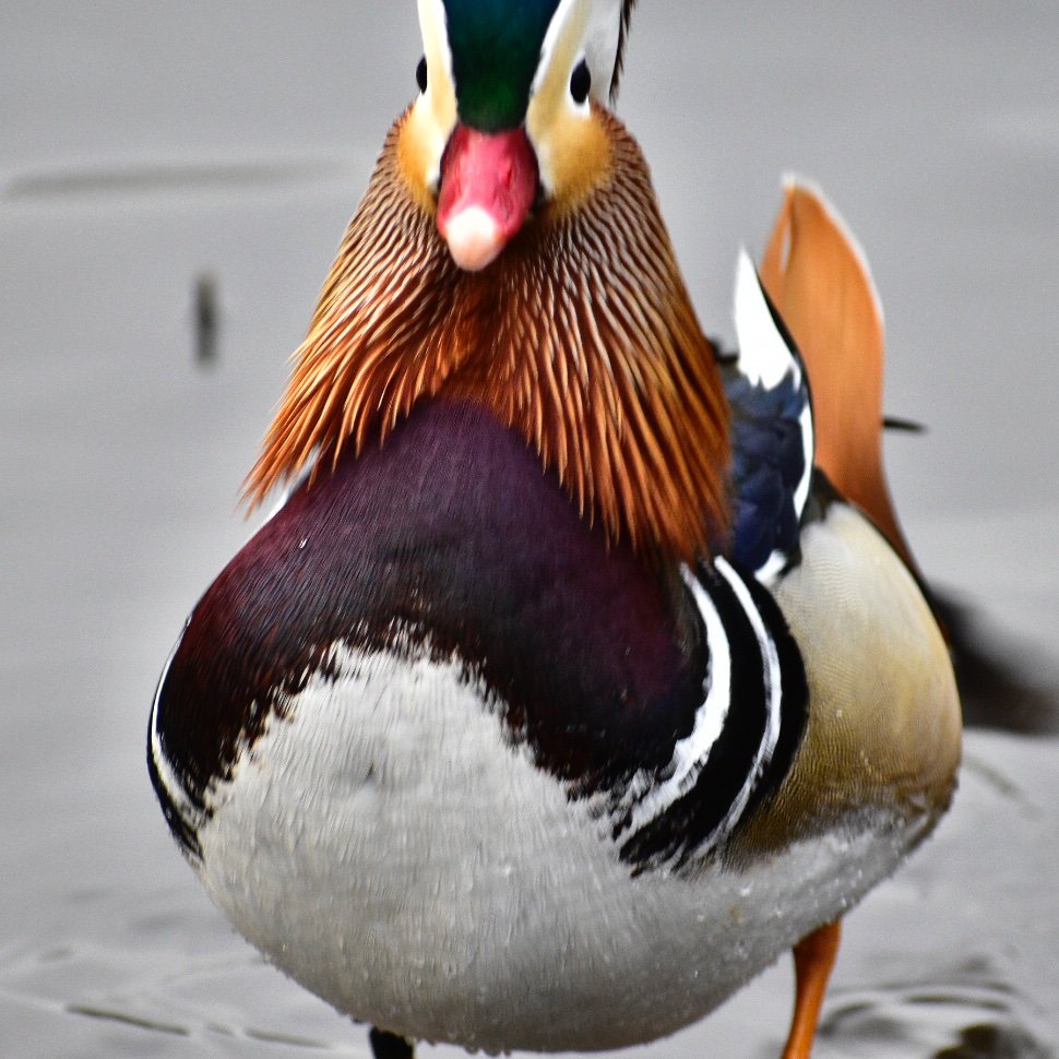 @gigpalileo.bsky.social ,Birds in Central Park.LetsGoMets🍎,I❤️NY now more than ever