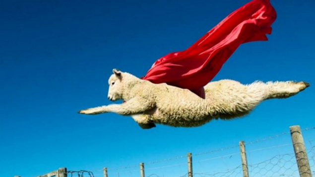 lamboflambs3's profile picture. 