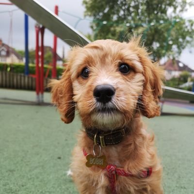 Hi I'm a 10 week old Cavapoo Puppy and I live in Guildford Xxx