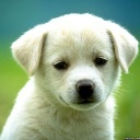 tipstotraindogs's profile picture. Get the latest tips about dog training.