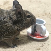 hoah@おはぎ(デグー)@NISMO (@hiro09141) 's Twitter Profile