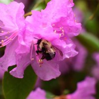 Humble Bumble (@saving_bee) 's Twitter Profile