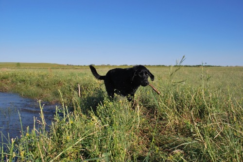 rbfrasier's profile picture. Back home in Eastern Colorado and lovin the ranch life!